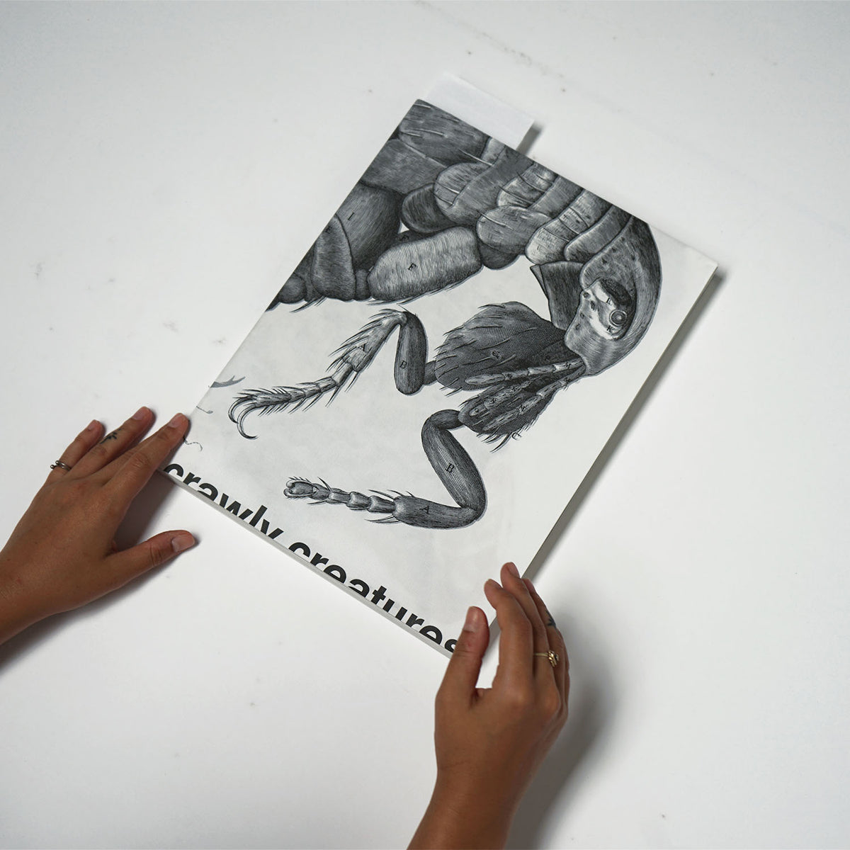 Crawly Creatures: Little Animals in Art and Science