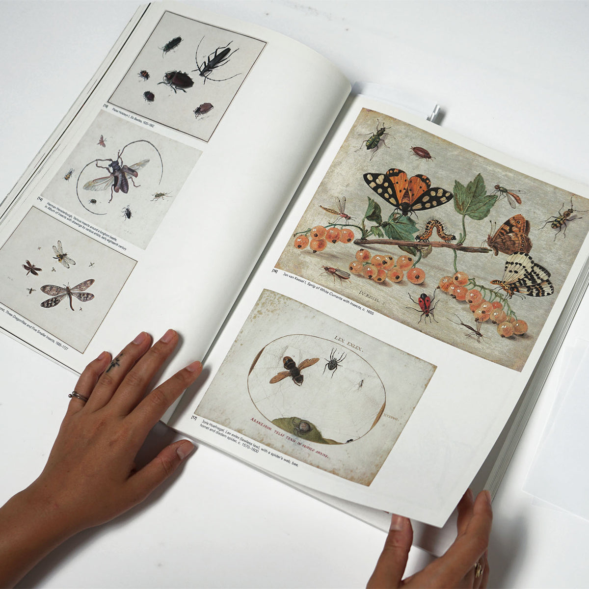 Crawly Creatures: Little Animals in Art and Science