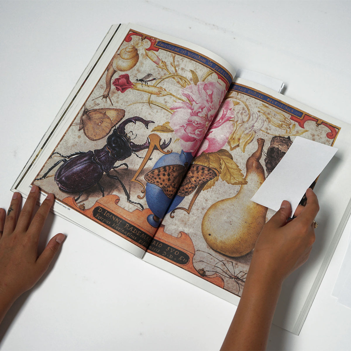 Crawly Creatures: Little Animals in Art and Science